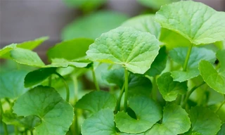 Ảnh minh hoạ: Internet