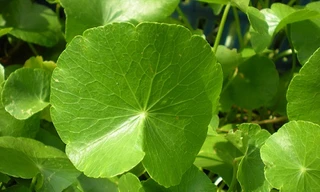 Ảnh minh hoạ: Internet