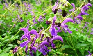 Ảnh minh họa: Internet