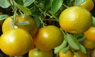 Ảnh minh hoạ: Internet