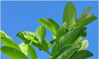 Ảnh minh hoạ: Internet