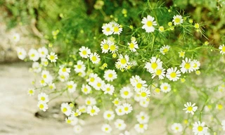 Ảnh minh hoạ: Internet