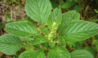 Ảnh minh hoạ: Internet