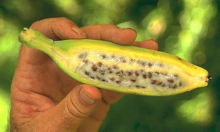 Ảnh minh hoạ: Internet