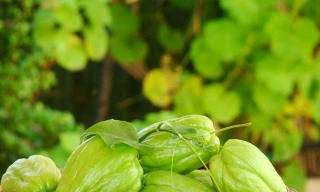 Ảnh minh hoạ: Internet