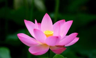 Ảnh minh hoạ: Internet