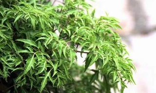 Ảnh minh hoạ: Internet