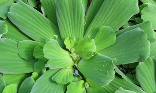 Ảnh minh hoạ: Internet