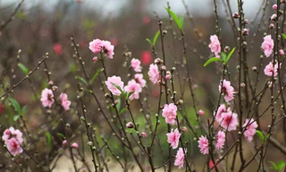 Ảnh minh họa: Internet