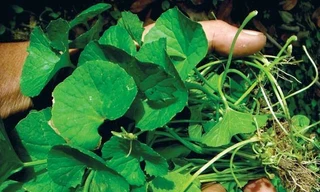 Ảnh minh hoạ: Internet