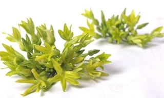 Ảnh minh hoạ: Internet