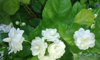 Ảnh minh hoạ: Internet