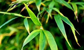 Ảnh minh hoạ: Internet