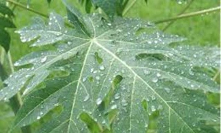 Ảnh minh hoạ: Internet