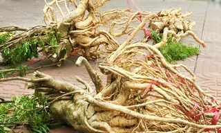 Ảnh minh hoạ: Internet