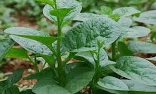 Ảnh minh hoạ: Internet