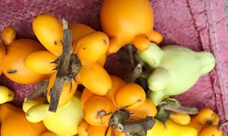 Trái dư chưng mâm ngũ quả ngày Tết chứa chất độc chết người