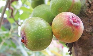 Ảnh minh hoạ: Internet