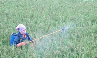 Ảnh minh họa: Internet