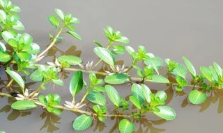 Ảnh minh hoạ: Internet