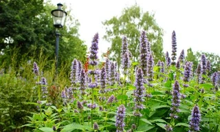 Ảnh minh hoạ: Internet