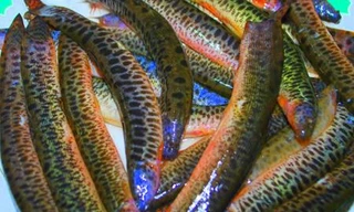 Ảnh minh hoạ: Internet