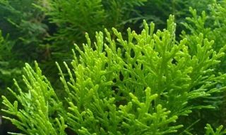 Ảnh minh họa: Internet