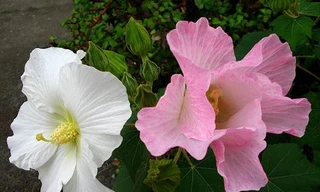 Ảnh minh hoạ: Internet