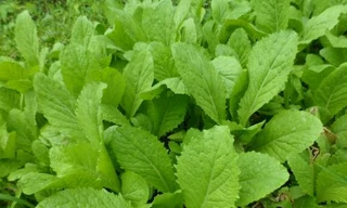 Ảnh minh họa: Internet