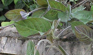 Ảnh minh hoạ: Internet