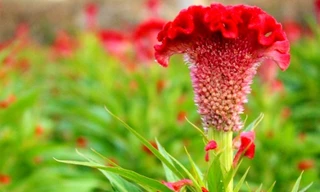 Ảnh minh hoạ: Internet