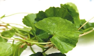 Ảnh minh hoạ: Internet