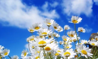 Ảnh minh hoạ: Internet