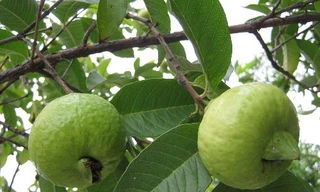 Ảnh minh hoạ: Internet