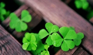 Ảnh minh hoạ: Internet