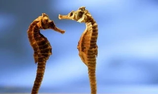 Ảnh minh họa: Internet