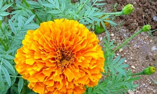 Ảnh minh hoạ: Internet