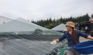 Xem nông dân Nam Định trùm kín ao tránh rét cho tôm