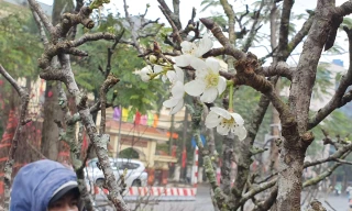 Ngắm hoa lê tiền triệu xuống Thủ đô sau Tết