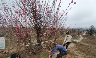 Những 'cụ' đào tấp nập về lại Nhật Tân sau nhiều ngày ngao du, khoe sắc