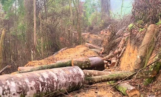 Để xảy ra vụ phá 2,8 ha rừng tự nhiên, lãnh đạo tỉnh Bắc Kạn nói gì?