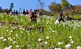 Phá bỏ hơn 67 ha cây thuốc phiện sát biên giới Việt Nam 