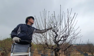 Quất, đào Nhật Tân bắt đầu khoe sắc, chủ vườn 'thấp thỏm' chờ Tết