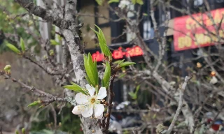 Đào mận rừng xuống phố Hà Nội với giá bán tiền triệu