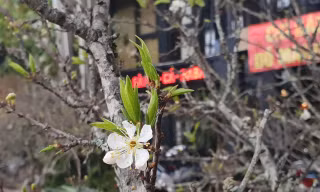 Đào mận rừng xuống phố Hà Nội với giá bán tiền triệu
