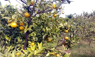 Đồng loạt chặt bỏ Cam Canh vì chín bất thường