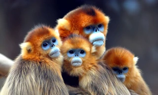 Kinh điển những bức hình về động vật hoang dã