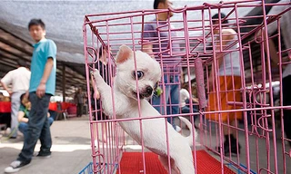 Chó bị nhốt trong lồng