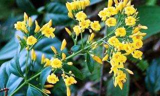 Cây lá ngón. Ảnh minh họa: Internet