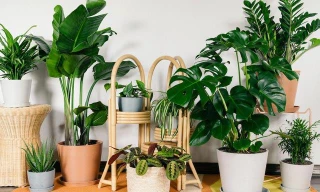 Ảnh minh họa: Internet